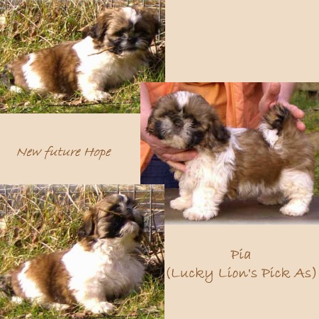 pia