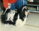 Zinnia - 1988