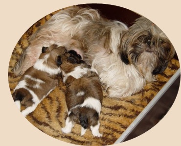 puppies